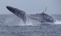 whale watching in puerto vallarta