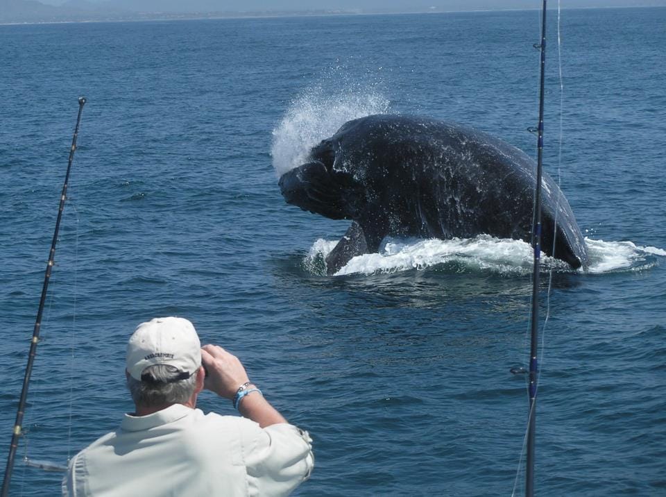 Whale-Watching - Nuevo Vallarta Fishing Charters