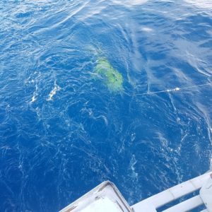 puerto vallarta fishing