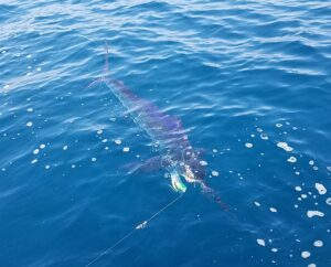 marlin fishing in nuevo vallarta