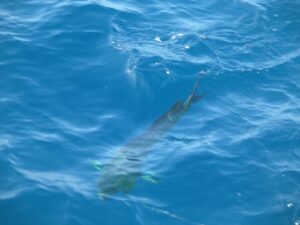 mahi-mahi fishing nuevo vallarta