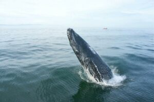 whale watching nuevo vallarta