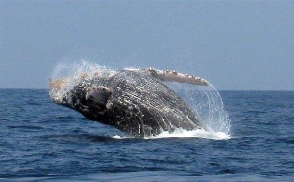 nuevo vallarta whale watching