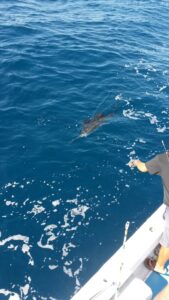 Sailfish about to be caught in NUevo Vallarta, Mexico