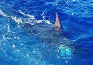 Marlin fishing in Nuevo Vallarta