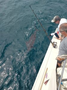 Marlin fishing Nuevo Vallarta in July