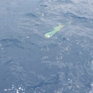 mahi-mahi fishing in Nuevo Vallarta, Mexico