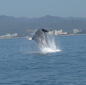 whale watching nuevo vallarta