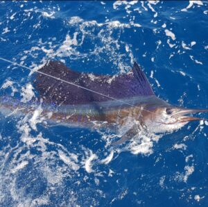 Nuevo Vallarta fishing report