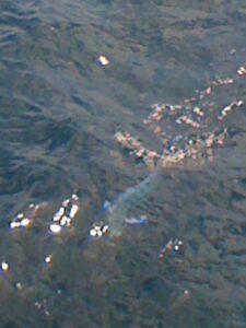 mahi-mahi fishing in Nuevo Vallarta