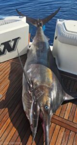 Marlin fishing in Mexico