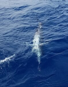 Mexico fishing charters